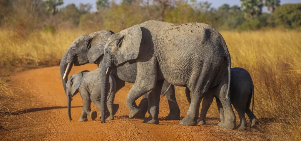 pendjari National park Benin