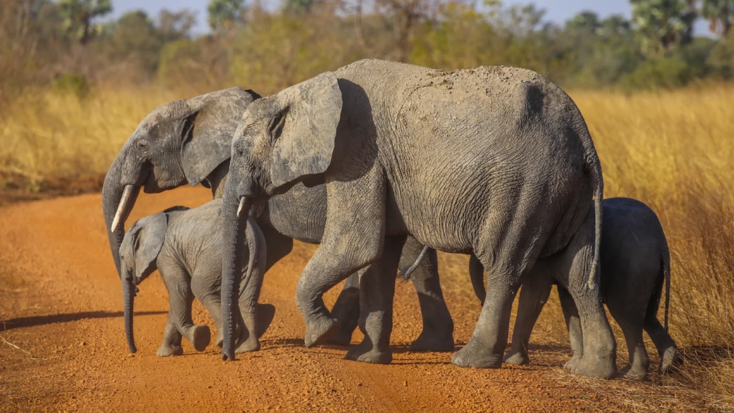 pendjari National park Benin