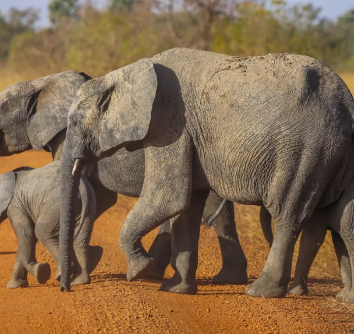 pendjari National park Benin