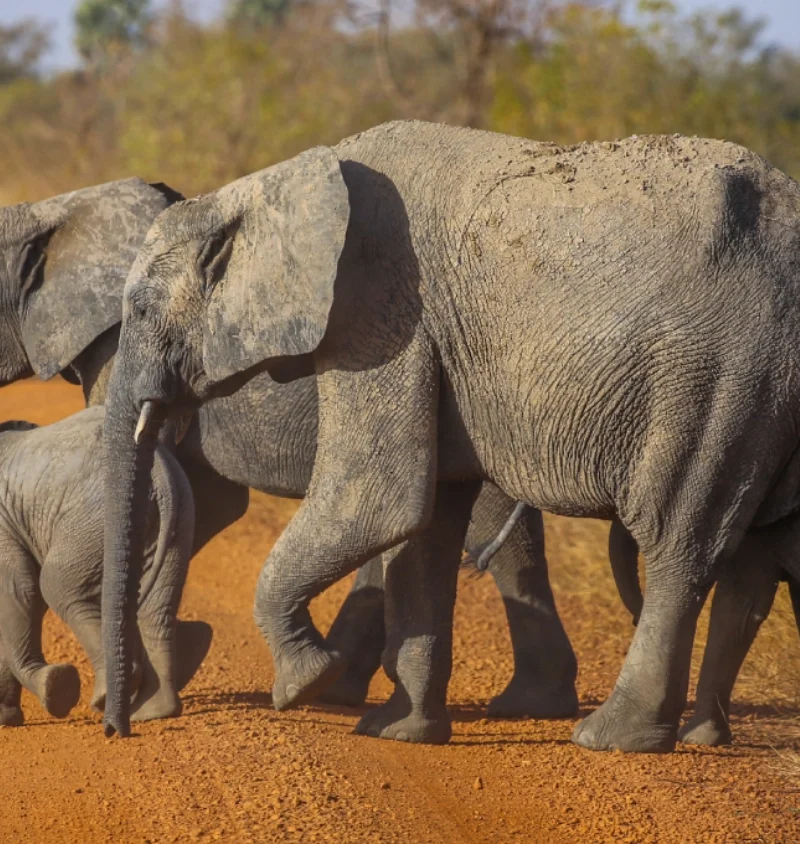 pendjari National park Benin